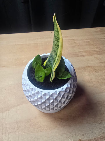 Bloom 3D Printed Planter Pot with Drip Tray